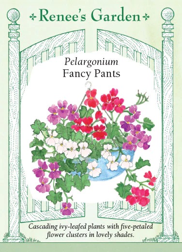 RG Pelargonium Fancy Pants